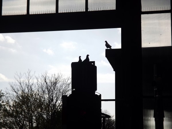 местные жители