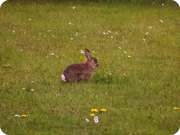 другой вид натравной жизни