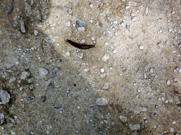 местный житель