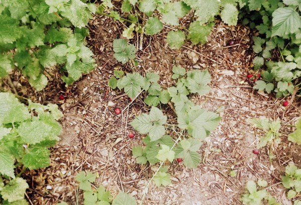 опавшие ягодки